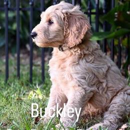 Boy 5 - Assorted Doodle Crosses puppy in Ocala, Florida from Dandy Doodles