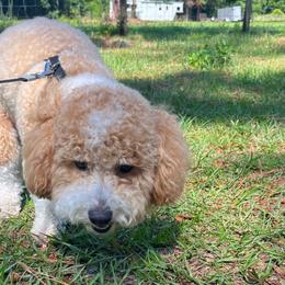 Toby - Poodle