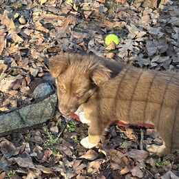 Red Tri Girl 2 - Red tri-color female Australian Shepherd puppy in Prairie Grove, Arkansas from IQ Farms