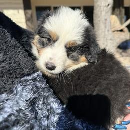 Luna - Black tri female Miniature American Shepherd puppy in Ballico, California from SierraVu Minis
