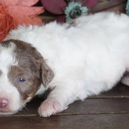 Boogie Red and White - Brown and white female Aussiedoodle puppy in Lawton, Oklahoma from Lindsey’s Aussies