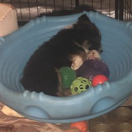 Australian Shepherd and Collie Puppies from Nicara kennel