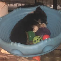 Australian Shepherd and Collie Puppies from Nicara kennel