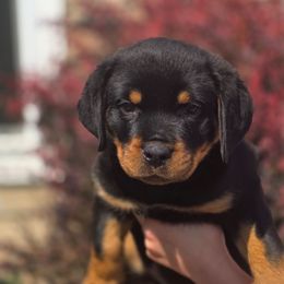 Female pups available - Black and mahogany female Rottweiler puppy in Cottage Grove, Oregon from Divine Rottweilers