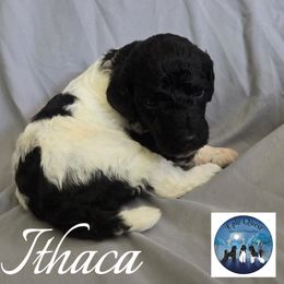 Ithaca - Parti female Poodle puppy in Petersburg, Virginia from Epic Quest Standard Poodles