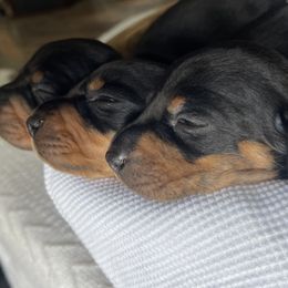 Dachshund Puppies from Little Legs Miniature Dachshunds