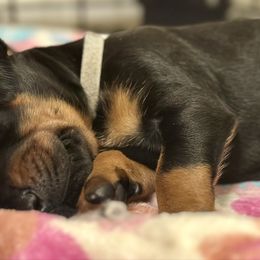 Girl 3 - Black and rust female Doberman Pinscher puppy in Vicksburg, Mississippi from Mississippi K9 Kennel