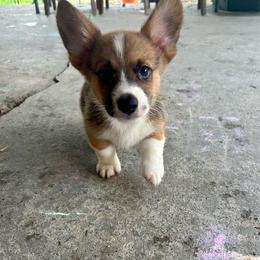 Sable male - Sable and white male American Corgi puppy in Clinton, Tennessee from High Hopes Hounds