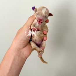 Wynnie - Red  female Poodle puppy in Queen Creek, Arizona from Poised Poodles