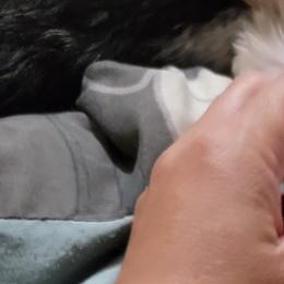 Shih Tzu Puppies from Chimera Shih Tzu