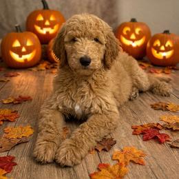 Ham - AKC - Apricot male Poodle puppy in Haines City, Florida from Noelle Poodles
