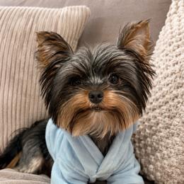 Boriska-Bill - Black and tan male Yorkshire Terrier puppy in San Diego, Temecula, Ontario, California from Yorkie & Maltese Royalty