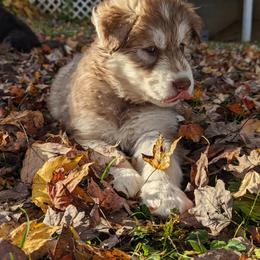 Archie - Siberian Husky puppy from Wyant Farms
