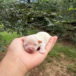 Skor - White male Miniature Schnauzer puppy in Clover, South Carolina from Bobo’s Babies Kennels