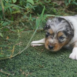 Australian Shepherd Puppies from Walnut Ridge Farms Aussies
