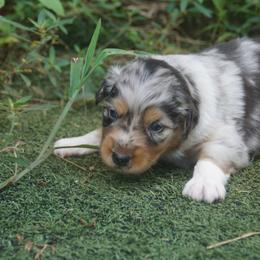 Australian Shepherd Puppies from Walnut Ridge Farms Aussies