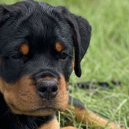 Pink - Rottweiler puppy in Eaton Rapids, Michigan from The Rottweiler Haus