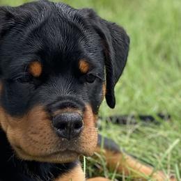 Pink - Rottweiler puppy in Eaton Rapids, Michigan from The Rottweiler Haus