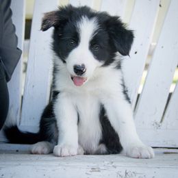 Border Collie Puppies from Shill Border Collies