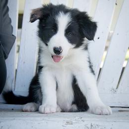 Border Collie Puppies from Shill Border Collies