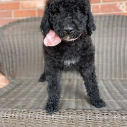 Poodle Puppies from Oldwirepuppy