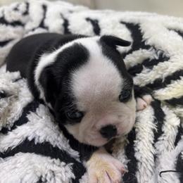 Grunt - Black brindle and white male Boston Terrier puppy in Alabama from Southern Bulldogs
