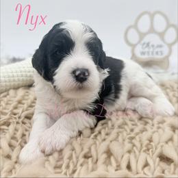 Nyx - Black and white female Bernedoodle puppy in Omaha, Nebraska from Whimsy Doodles