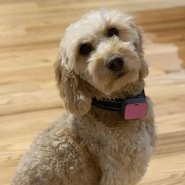 Ginger - Goldendoodle