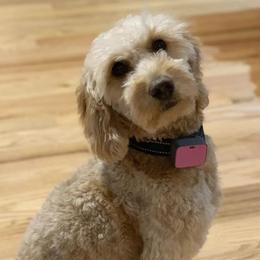 Ginger - Goldendoodle