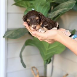 Light Blue - Brown and white male Bernedoodle puppy in Charleston, South Carolina from Palm Belle Doodles