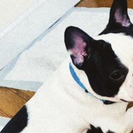 French Bulldogs from KK__DOGKENNEL