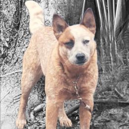 Dolly - Australian Cattle Dog