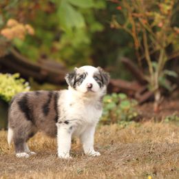Border Collie Puppies from Midnight Border Collies