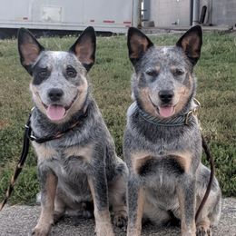 Australian Cattle Dogs from Silverwood Australian Cattle Dogs