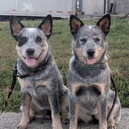 Australian Cattle Dogs from Silverwood Australian Cattle Dogs