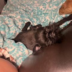 Brussels Griffon Puppies from Butler Brussels Griffon