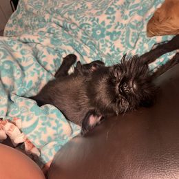 Brussels Griffon Puppies from Butler Brussels Griffon