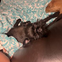 Brussels Griffon Puppies from Butler Brussels Griffon