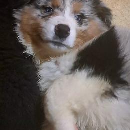 KOLBY - Blue merle male Australian Shepherd puppy in Elk Creek, Missouri from Hearts on Fire Australian Shepherds