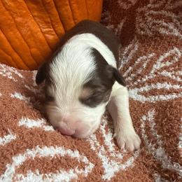 Don Julio - White and red male Border Collie puppy in Mckinney, Texas from Border Collies of Ruidoso
