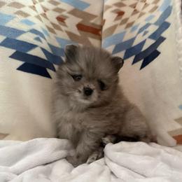 Christopher - Blue merle male Pomeranian puppy in Enumclaw, Washington from SantaAnna Pomeranians