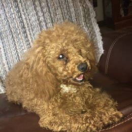 Ginger - Poodle