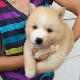 Pomsky Puppies from Dakota Pomskies