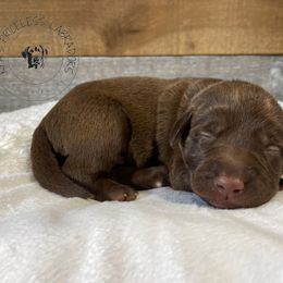 Labrador Retriever Puppies from RPAs Priceless Labradors