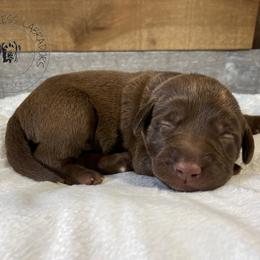 Labrador Retriever Puppies from RPAs Priceless Labradors