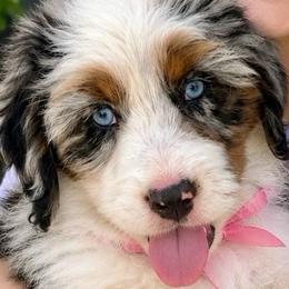 Skye - Magenta Collar - Merle female Bernedoodle puppy in Highland, Utah from Angel Pups Deluxe