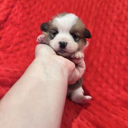 Boy 1 (Gaston) - Fawn male Pembroke Welsh Corgi puppy in Brazoria, Texas from Diamond Bar H
