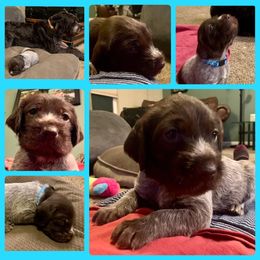 Wirehaired Pointing Griffon Puppies from Rocking S Griffons