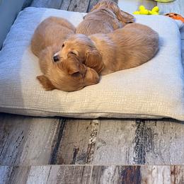 Orange - Piebald female Dachshund puppy in Plantation, Florida from Lovelaced Pups