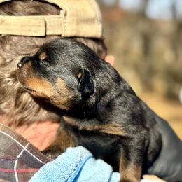 Rottweiler Puppies from Vom Bruderhof Rottweilers